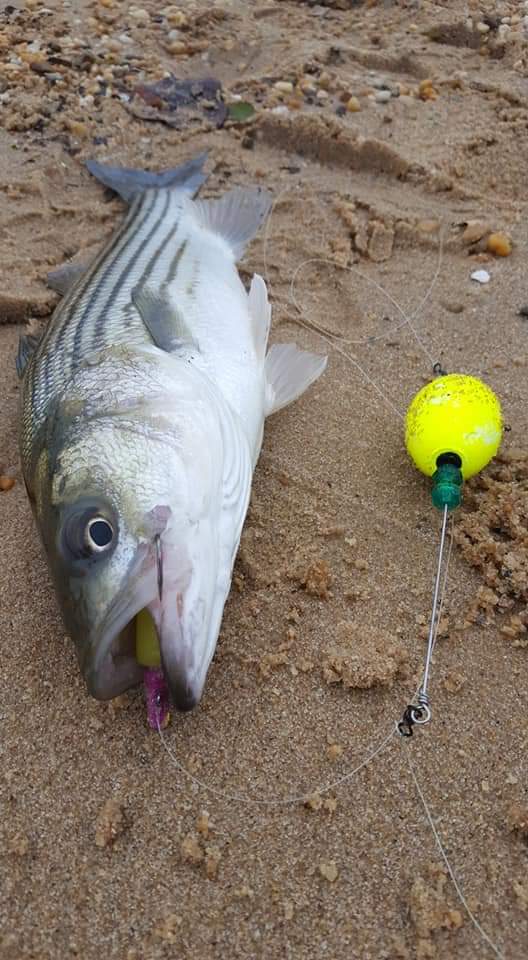 Rockfish Poppers
